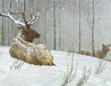 kb Bateman Evening Snowfall American Elk. Bateman, 