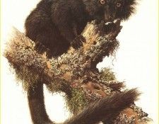 PO ppa 27 Lemur macaco. Brenders, 