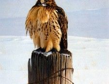 Birds 40 Red-Tailed Hawk on Fence Post, 1971 Robert Bateman sqs. Bateman, 