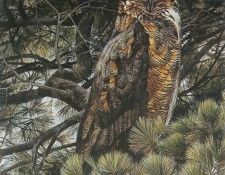 kb Bateman Great Horned Owl. Bateman, 