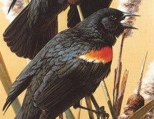 kb Brenders Carl Red Winged Blackbirds. Brenders, 
