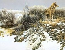 kb Bateman Coyote in Winter Sage. Bateman, 