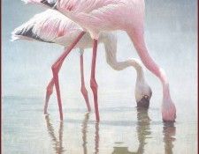 lrsRBB106BatemanRobert-FlamingosFeeding. Bateman, 