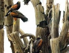 Birds 27 Old Saguaro and Harriss Hawks, 2001 Robert Bateman sqs. Bateman, 