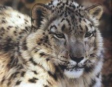 kb Brenders-Snow Leopard Portrait. Brenders, 