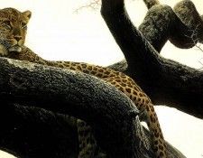 Safari 02 Leopard Robert Bateman sqs. Bateman, 