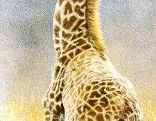 Safari 05 Giraffe Robert Bateman sqs. Bateman, 