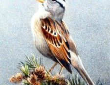 Birds 07 White Crowned Sparrow in Douglas Fir Robert Bateman sqs. Bateman, 