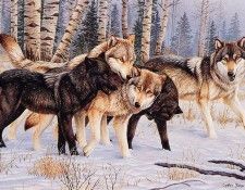 bs- Cynthie Fisher- Untitled[ Wolves]. , Cynthie