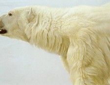 kb Bateman Polar Bear Profile. Bateman, 