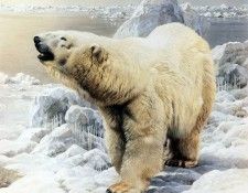 kb Brenders-Polar Bear. Brenders, 