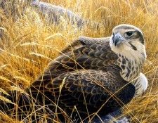 Birds 31 Prairie Falcon and Prey, 2001 Robert Bateman sqs. Bateman, 