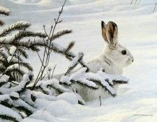 kb Bateman Winter Snowshoe Hare. Bateman, 