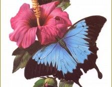 PO PButBr 40 Papilio Ulysses. Brenders, 