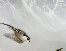 kb Bateman Peregrine Falcon and White throated Swifts. Bateman, 