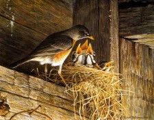 Birds 35 Robins at the Nest, 1985 Robert Bateman sqs. Bateman, 
