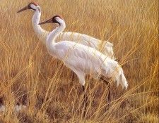 Bateman, Robert - Marsh Edge - Whooping Cranes (end. Bateman, 