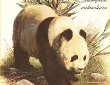 PO ppa 42 Panda geant. Brenders, 