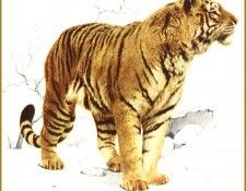 PO pfel 14 Tigre de Siberie. Brenders, 