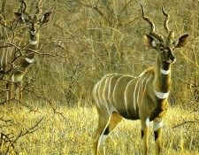Safari 10 Lesser Kudu Robert Bateman sqs. Bateman, 