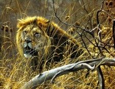 Safari 08 Lion Robert Bateman sqs. Bateman, 