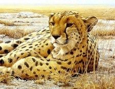 Safari 12 Cheetah Robert Bateman sqs. Bateman, 
