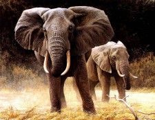 Safari 15 Elephant Robert Bateman sqs. Bateman, 
