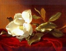 heade a magnolia on red velvet c1885-95. ,  
