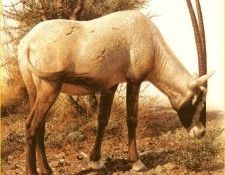 PO ppa 36 Oryx dArabie. Brenders, 