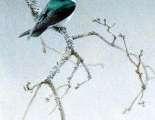 Birds 09 Violet-Green Swallow, 2001 Robert Bateman sqs. Bateman, 