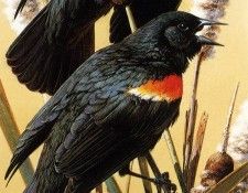 kb Brenders Red Winged Blackbirds. Brenders, 