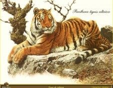 PO ppa 58 Tigre de Siberie. Brenders, 