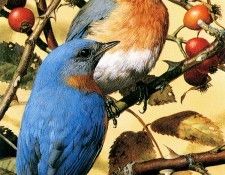 kb Brenders Bluebirds. Brenders, 
