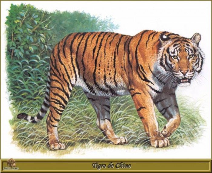 PO pfrd 038 Tigre de Chine. Dallet, 