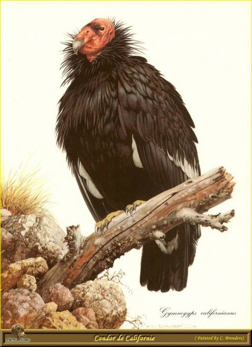 PO ppa 06 Condor de Californie. Brenders Karl