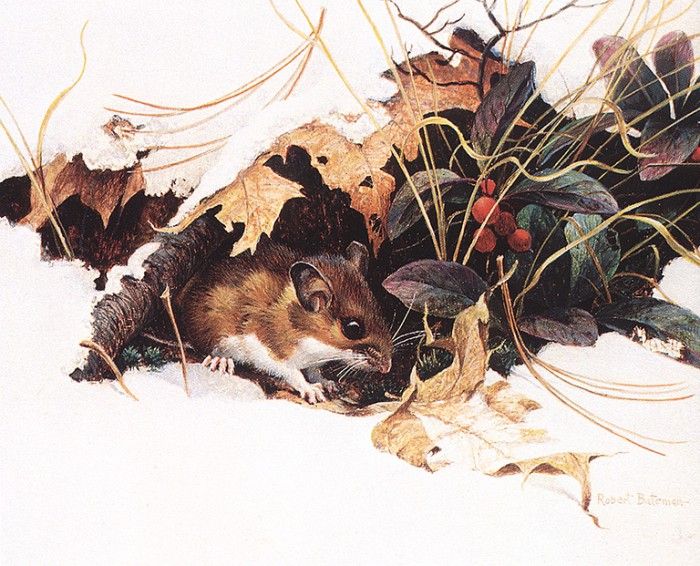 bs- Robert Bateman- Whitefooted Mouse In Wintergreen. Bateman, 