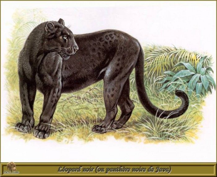 PO pfrd 053 Lopard noir ou Panthre noire de Java. Dallet, 
