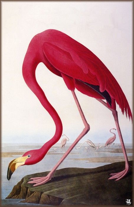 ma Audubon American Flamingo. Audubon,  