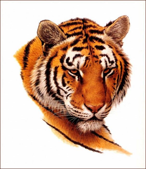 bs-na- Guy Coheleach- Bengal Tiger Head. Coheleach, 