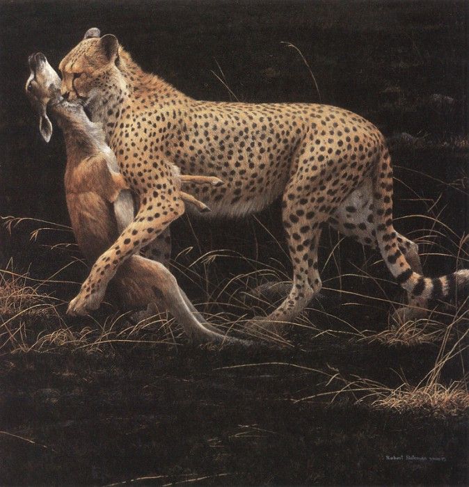 kb Bateman Robert-Cheetah and Thompsons Gazelle Kill. Bateman, 