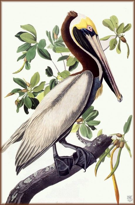 ma Audubon Brown Pelican. Audubon,  