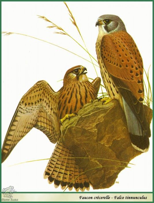 Falco tinnunculus. Barruel, P