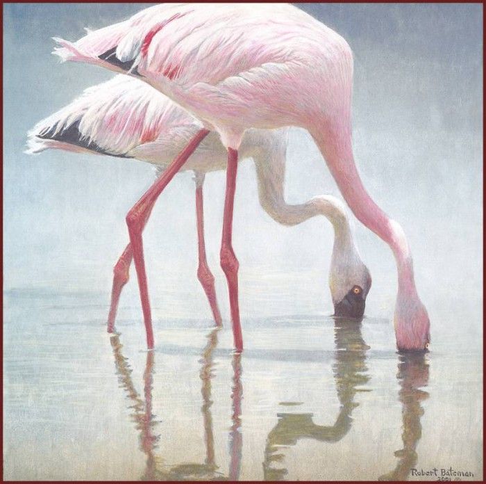 lrsRBB106BatemanRobert-FlamingosFeeding. Bateman, 