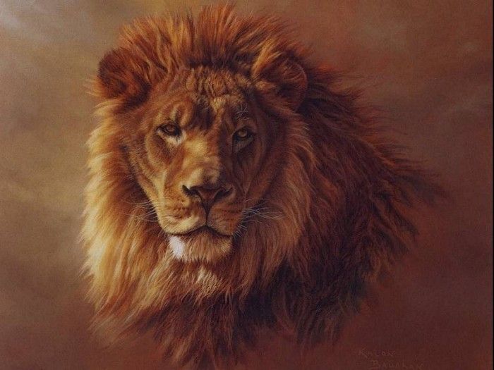 lrs Baughan Kalon African Lion2. Baughan, 