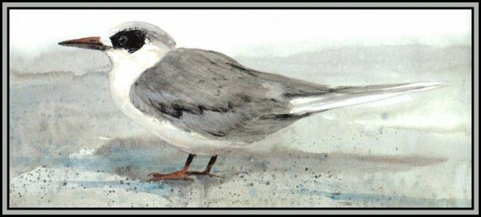 D50-AWE140-RB-Forsters Tern(Winter). Bansemer, 