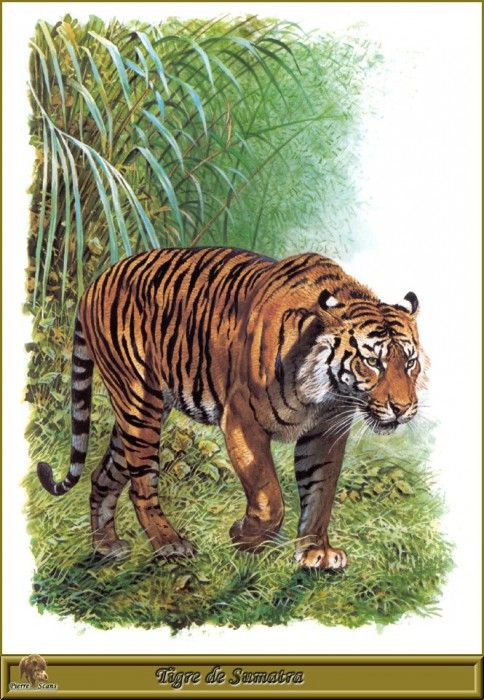 PO pfrd 004 Tigre de Sumatra. Dallet, 