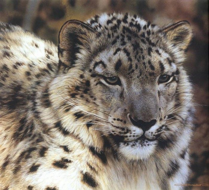 kb Brenders-Snow Leopard Portrait. Brenders Karl