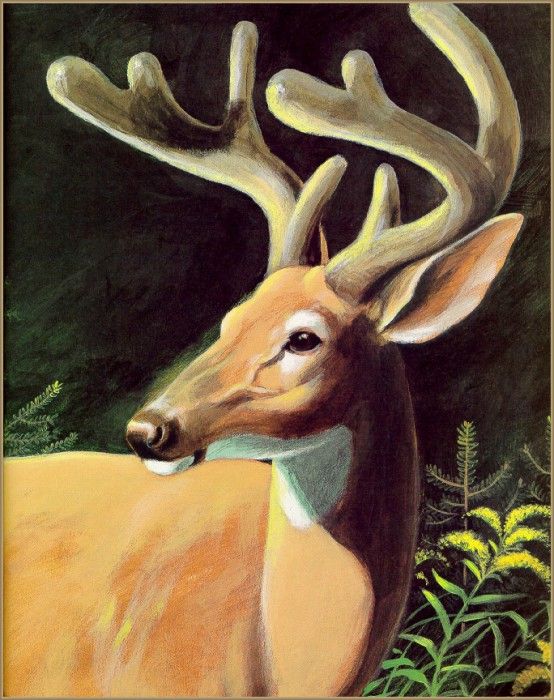 ArnoskyJim-Deer-sj. Arnosky, 