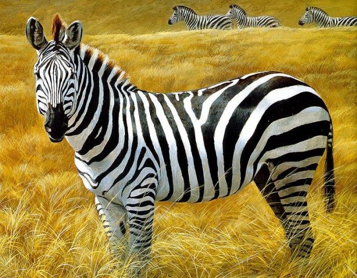 Safari 11 Zebra Robert Bateman sqs. Bateman, 