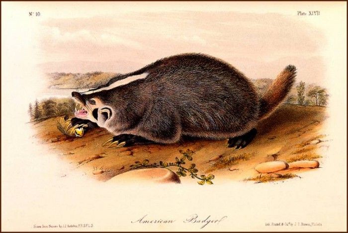 bs-na- Audubon- American Badger. Audubon,  